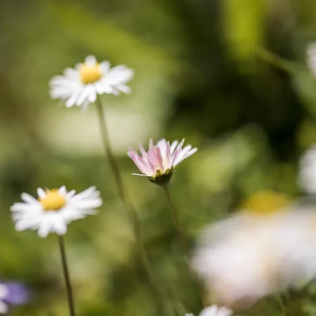 アパート Apart. Mountainlovers