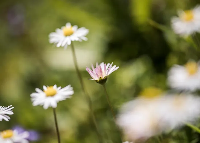 דירה Apart. Mountainlovers